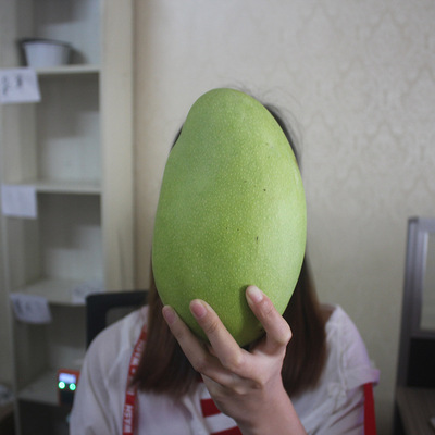 预售 凯特芒 四川攀枝花凯特芒果9斤水果一件代发非桂七芒果|ms