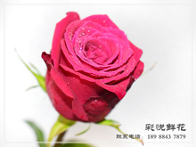 [La Rose] Vân Nam căn hoa hồng trực tiếp quà cưới trang trí nhà bó hoa Hoa và hoa