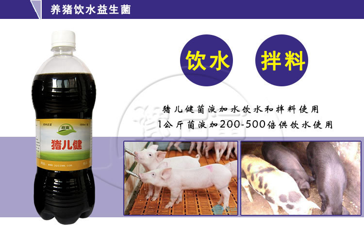 养猪饮水益生菌
