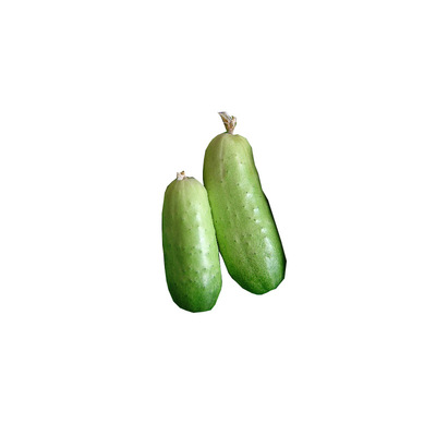 廠家直銷批發旱黃瓜種子 露地保護地種植黃瓜種植 10克裝