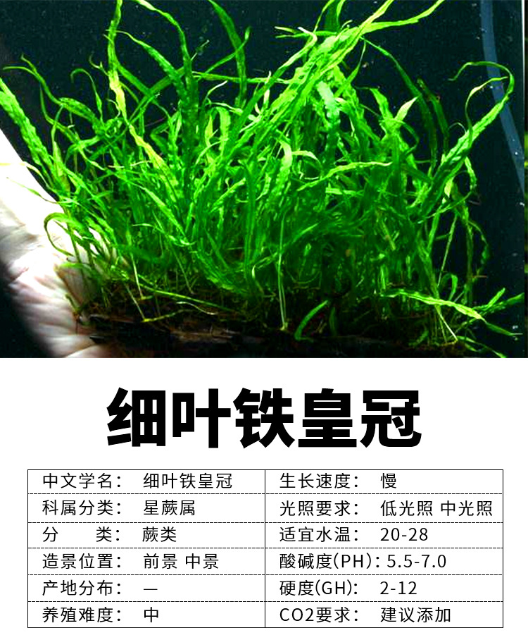 细叶铁皇冠水草真水草活体批发水族装饰观赏水草好养淡水植物批发 阿里巴巴