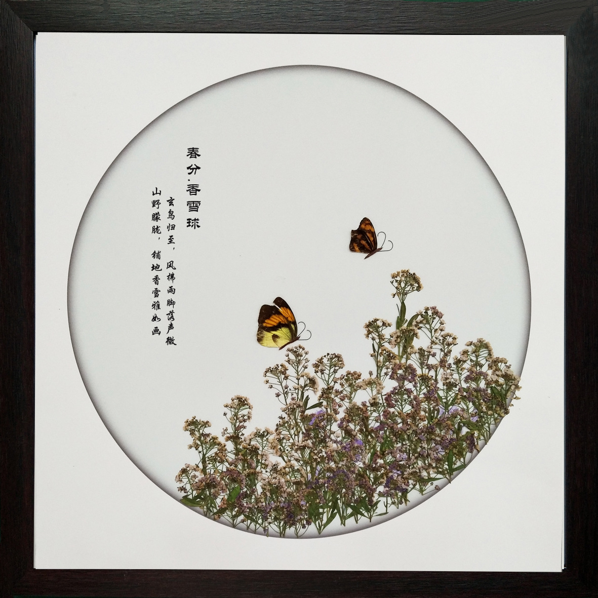 二十四节气植物押花画 4.春分.香雪球