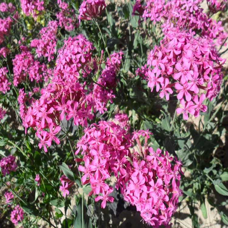 Высокий снег колесо семян низкий снег колесо семян Зеленый балкон в горшке можно наложить на доставку большое количество скидка