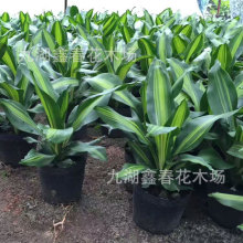 Ҳ�T�F���l �����Fǧ��ľ���F�F ����Ѫ���k�����̄����U�Gֲ����