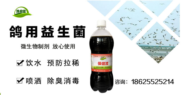 鸽用饮水益生菌