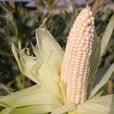 [Xi'an Milk White Waxy maize Waxy corn] Fresh corn Place of Origin