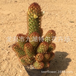 ����ָ ����ָ ����ֱ�۾Gֲ  �҃���������ָ