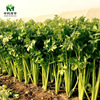 Zhongke Maohua Vegetable Seeds Domi Celery Celery Seeds are not hollowed out of celery seeds, higher color yellow -green