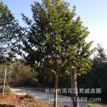 白蘭花葉 白蘭花葉批發 促銷價格 產地貨源 阿里巴巴