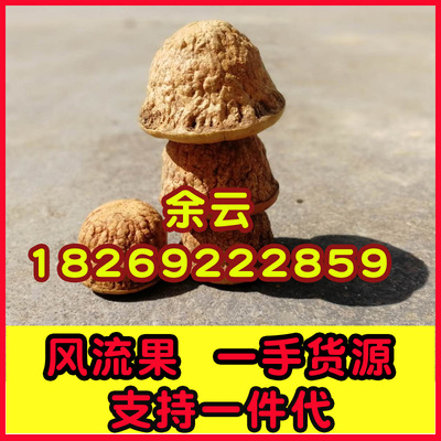 Place of Origin Direct selling wholesale Merry fruit quality goods Glans Tianzhu Grain Yi night Paojiu material
