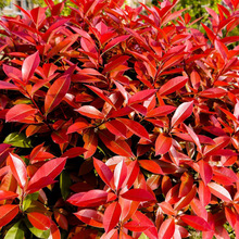 红叶石楠种子四季常青绿化树种子新釆红罗宾火焰红石楠树种子易种