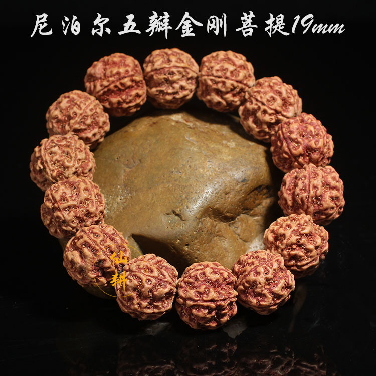 厂家尼泊尔五瓣六瓣19mm藏式大金刚菩提 红黄皮肉 精工菩提批发