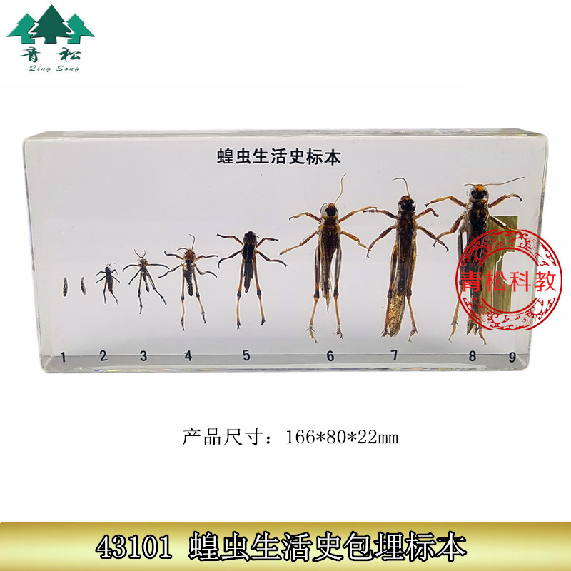 蝗虫生活史标本包埋昆虫人工琥珀动物标本儿童生物教学科普教具