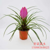 Nursery Direct Selling Fan Rie Rinflower Purple Pineapple Pot Plant Plant Flower Tielan Pot Plant Green Plant Large Discount