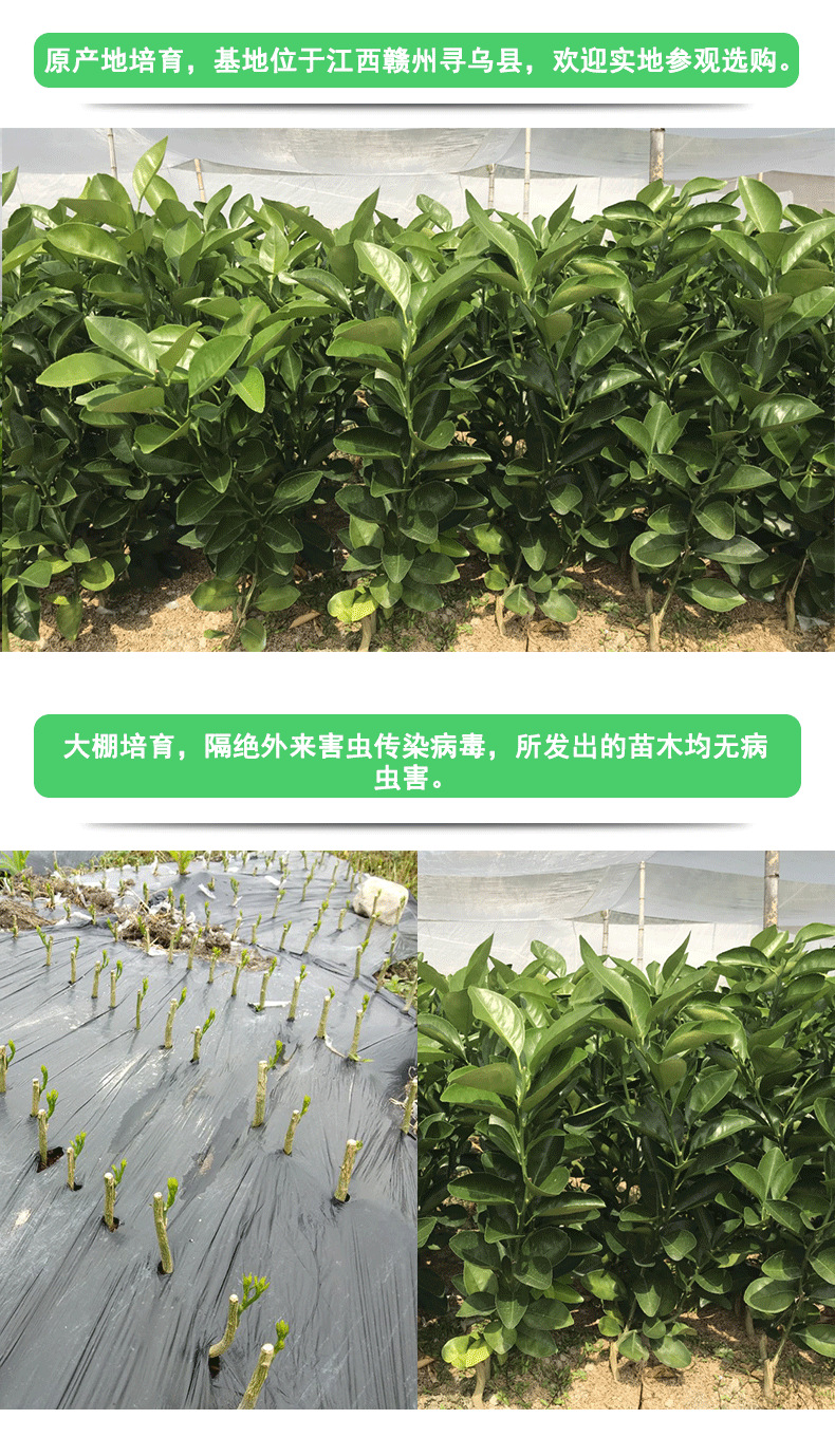 脐橙苗1_03.png