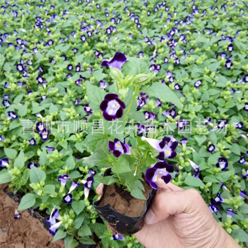 四季草花夏堇盆栽 山东基地供应夏瑾批发 盆栽时令花卉夏瑾-阿里巴巴