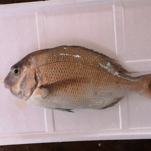 50+素晴らしい八角 魚 刺身 - 最高の花の画像