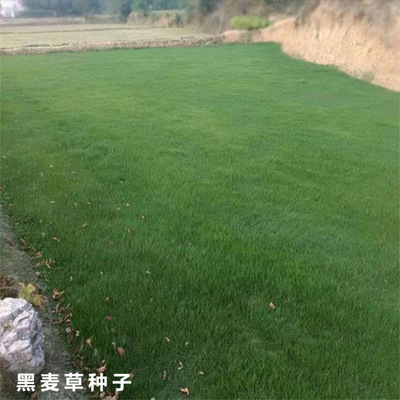 Annual For many years Rye Hastily seed Grass Seeds green engineering Lawn Grass