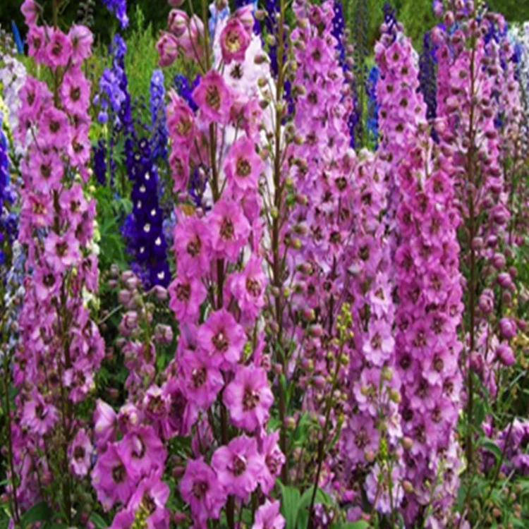 Большой цветок семена дельфиниума цветок дельфиниума балкон Горшечное растение цветы легко выращивать Большая скидка