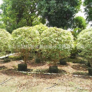 ����ֱ�N ����S��ܰ�����~���B�N�����B�N ���~���B�N С�� ����