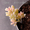 Simulation flower fake succulent micro -landscape succulent pot landscape landscaping material fake meat, eternal flower green plant wall decoration