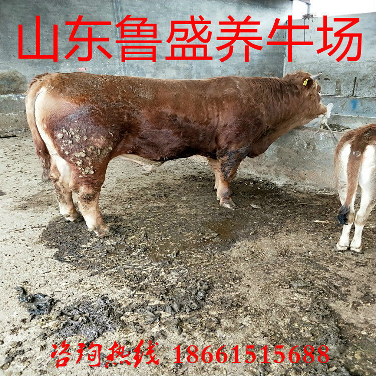 一鲁西黄牛养殖场专供 供应肉牛健 鲁西黄牛牛养殖场直销 大量供应头肉牛的利润一西门达尔孕牛鲁西黄牛肉牛养殖场