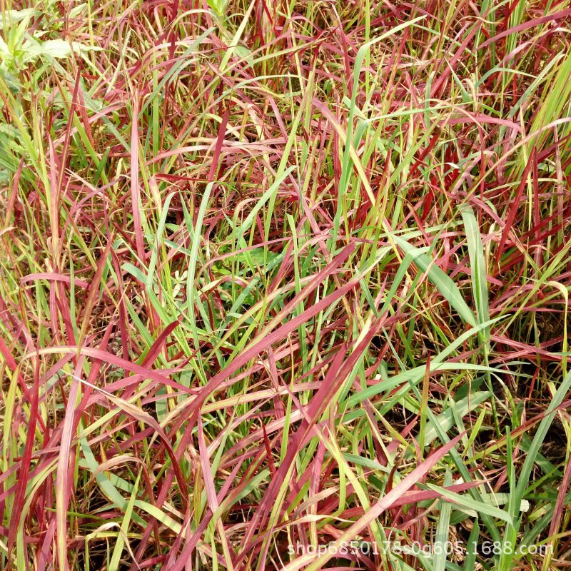 Японская кровь трава база оптом цвет лист декоративного происхождения саженцы Многолетние травы