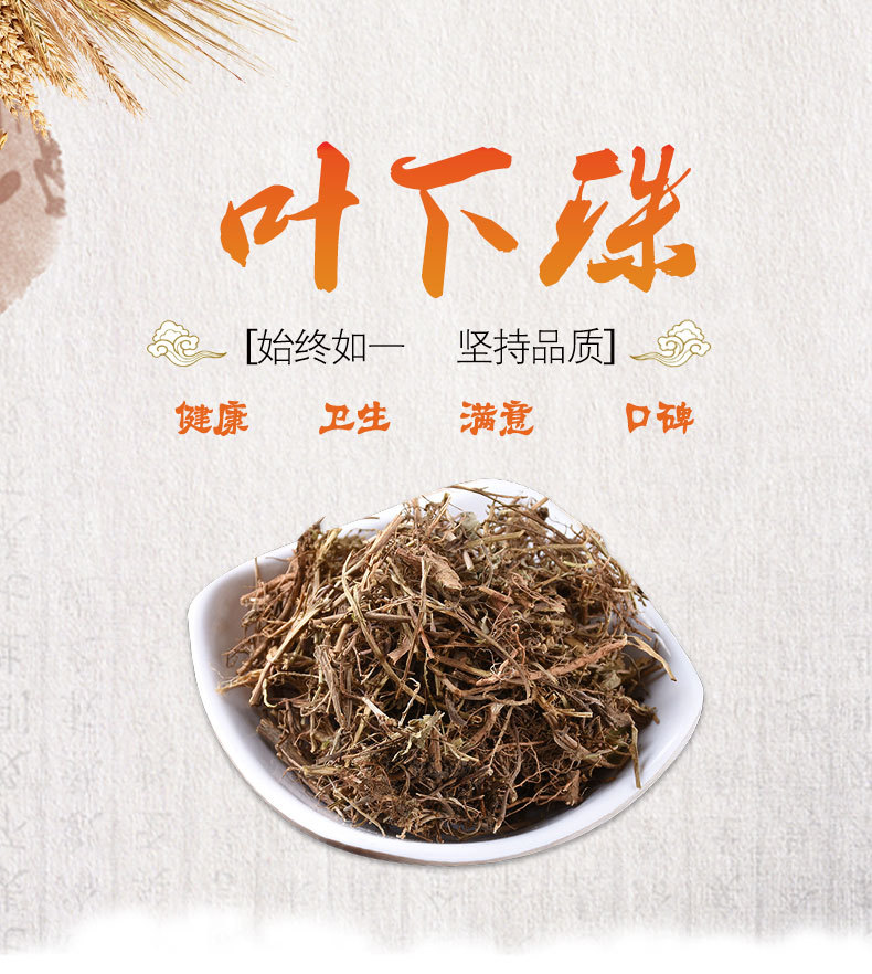 Ye Xia Zhu (Phyllanthus urinaria) — Dried Food Herb, Guangxi Origin, 500g overview
