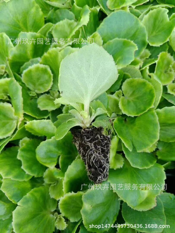 mmexport1534299293730