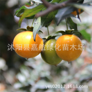�²���ľ�����ӷN�Ӟ��� �����Ә���N�� �����ӹ� ���F�辰��N