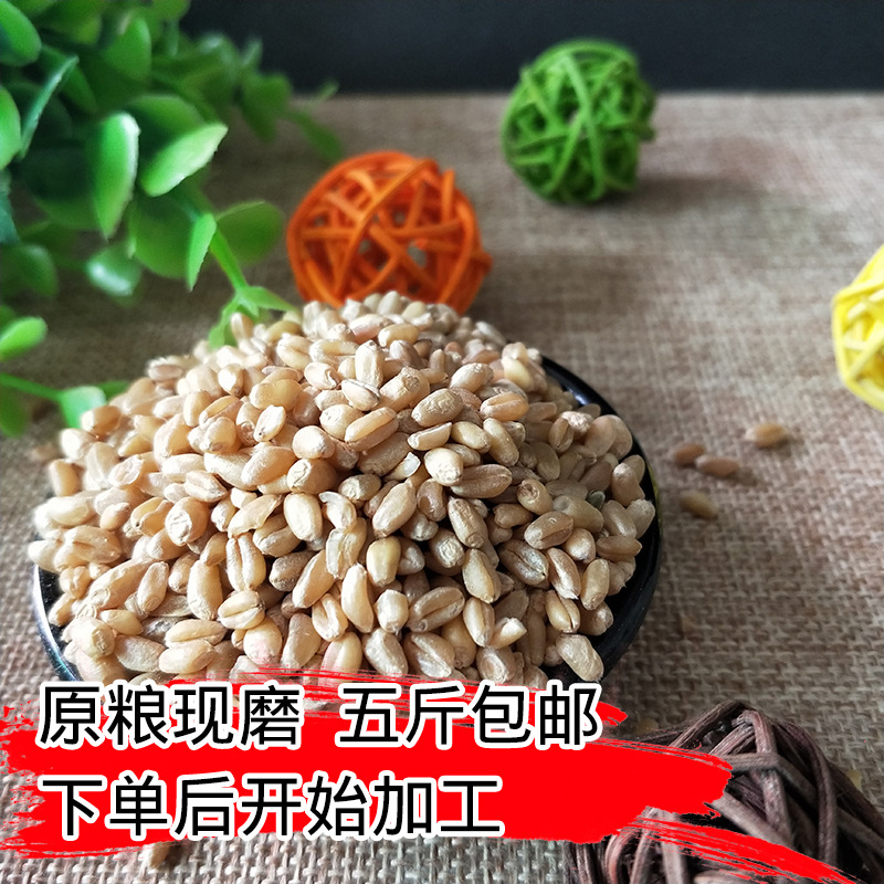 精选小麦米500g下单现加工现碾农家小麦糙米五斤包邮