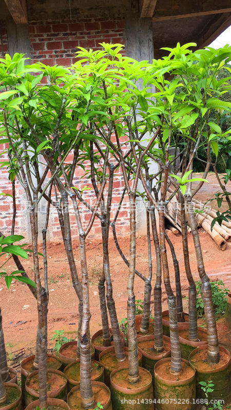 Большая пятерка