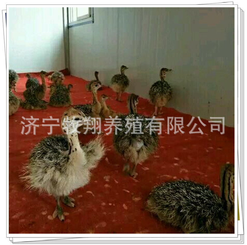 商品鸵鸟哪里有卖的 鸵鸟蛋多少钱一枚 鸵鸟苗价格 鸸鹋苗多少钱