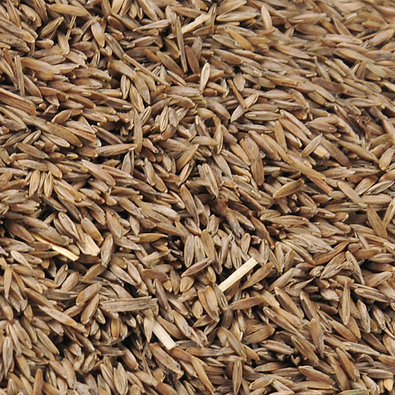 wholesale Imported Tall fescue Seeds Trample courtyard trim Revetment green Lawn seed Bagged 22.7k