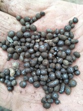 �������T�쉺����w���Fɰ