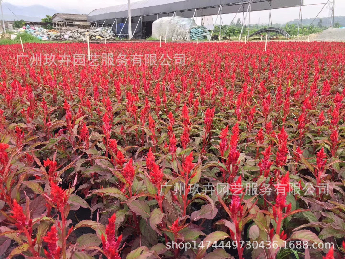 Феникс хвост мяч грунтовое покрытие рассада цветок просмотр Завод парк сад двор комната зеленое растение