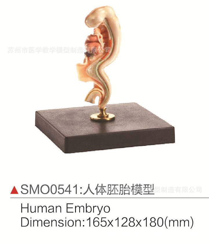 30097  SMO0541  人体胚胎模型.jpg