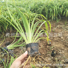 ����� ���������������ˣ�ɽ�|���ݺƼλ�����ľƷ�N���