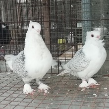 淑女鸽子价格  黑细花纹淑女鸽图片 黑头特别鸽子 观赏鸽批发