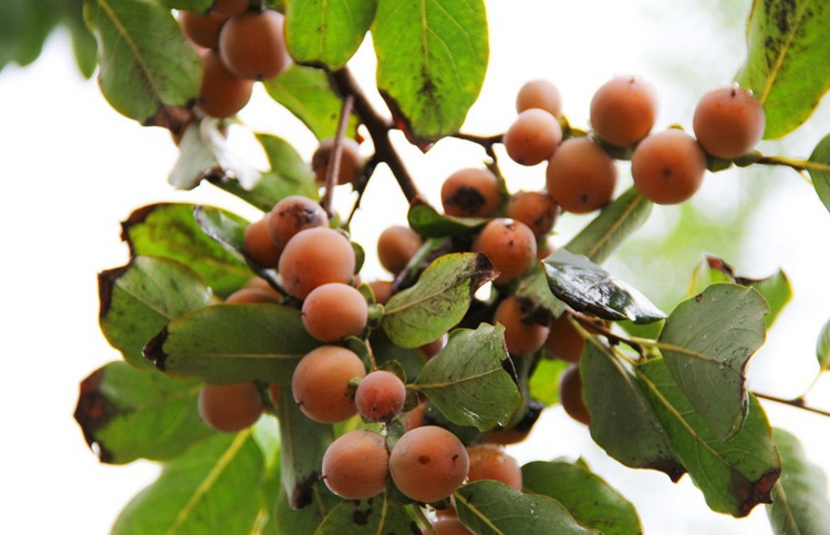 枇杷树怎样嫁接