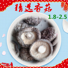 產地直銷短腳香菇 食用菌干香菇小香菇500g規格1.8-2.5批發