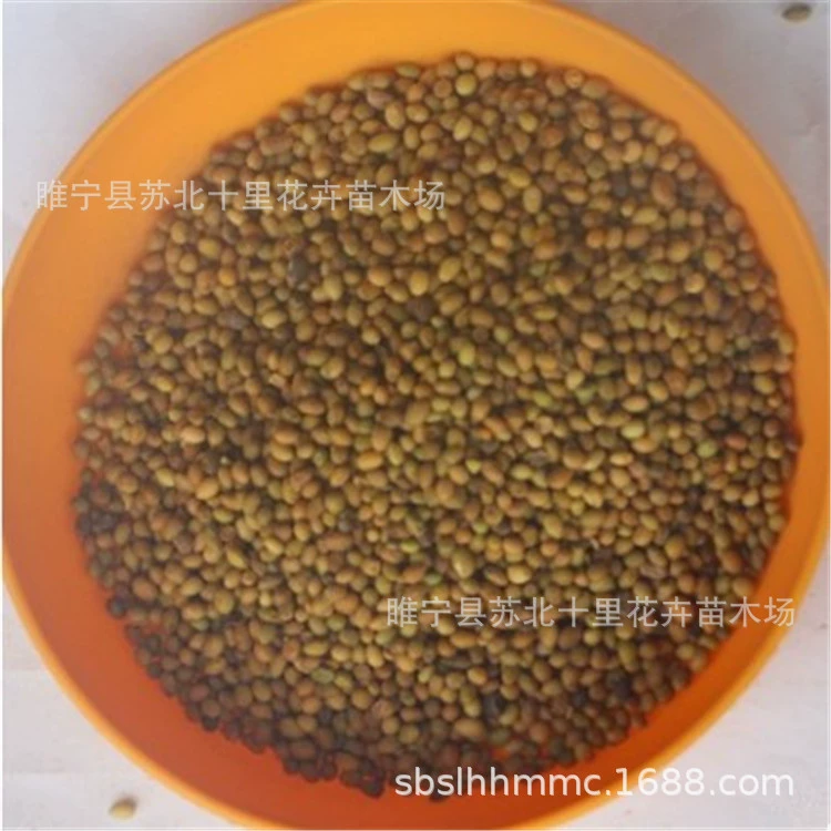 Софора Flavescens Поставка Лекарственные материалы Софора Flavescens Семена софоры Flavescens Высокая Всхожесть