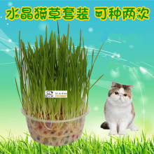 水晶球種貓草 水晶球種貓草批發 促銷價格 產地貨源 阿里巴巴 水晶球種貓草 水晶球種貓草批發 促銷價格 產地貨源 阿里巴巴