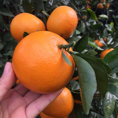 廣西武鳴沃柑 新鮮采摘柑橘桔子橘子5斤9斤包郵水果沃柑