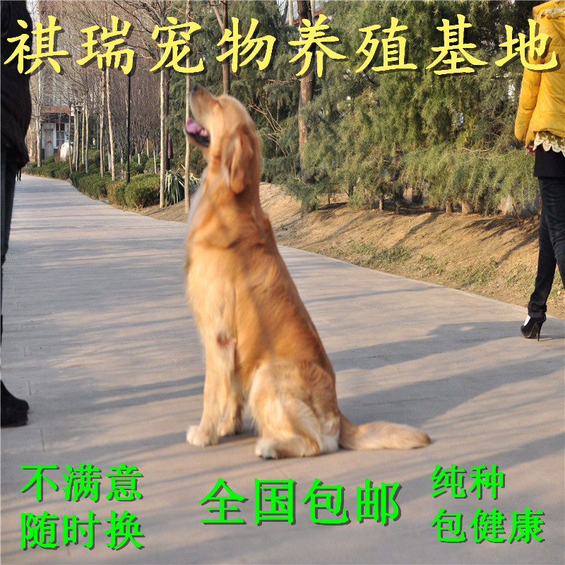 低价精品纯种金毛幼犬 全国可送 健康包邮