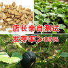 Japanese pumpkin seeds wholesale farmland vegetable garden black leather noodle pumpkin baby supplement chestnut flavor pumpkin vegetable seeds