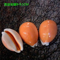 Factory direct sales about 9 cm gold treasure snails, specimen snails, conch shells, window decorations, collectibles