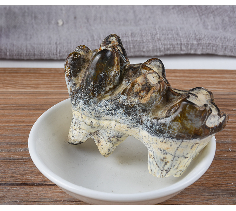 Qing Long Chi (Dragon Tooth Fossil) — Bulk 500g Mineral Herb, Daodi Quality key features