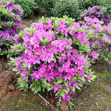 供应绿篱植物杜鹃花球 苗木基地直销批发供应 量大从优