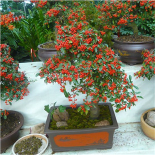 ��ɳ���辰���Ԙ䘶�辰�Gֲ�^���^��ֲ���̨�͏dͥԺ������